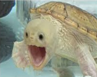 AACT10 + WE NO53 + RAM14TRIGGER