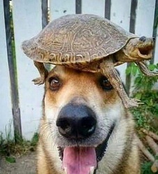 鐘先生 通槍條390 SNA油75 油膏200 = 665